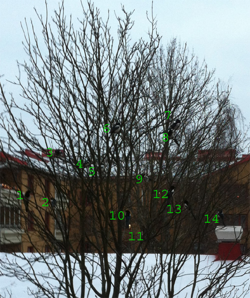 14 skator i ett träd